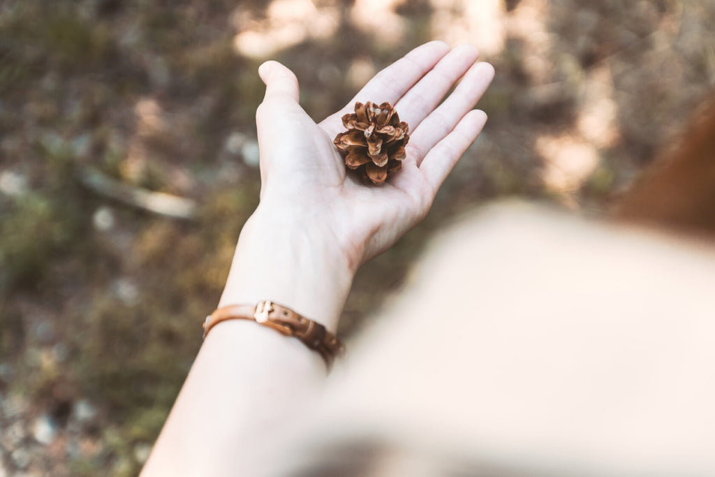 Pine Cone on a woman´s hand