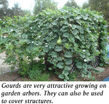 fully grown gourd plant