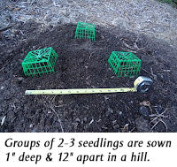 sowing gourds for rambling on the ground