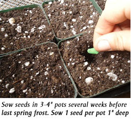 sowing seeds in container