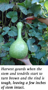 cutting mature gourd off the vine