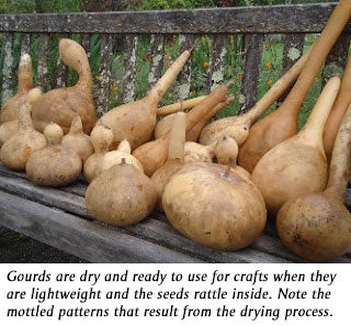 gourds drying on a bench