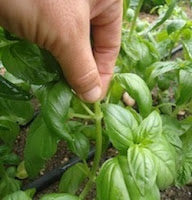 pinching basil stems back