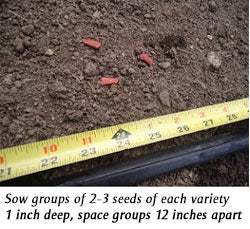 tape measure showing spacing between seeds