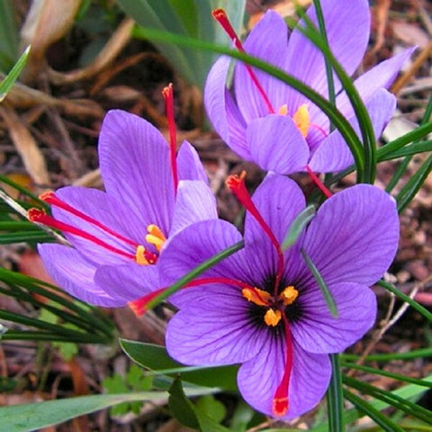 Saffron - Renee's Garden