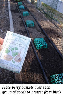 plastic baskets covering seedlings