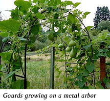 gourds growing on metal arbor