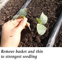 thinning to strongest seedling