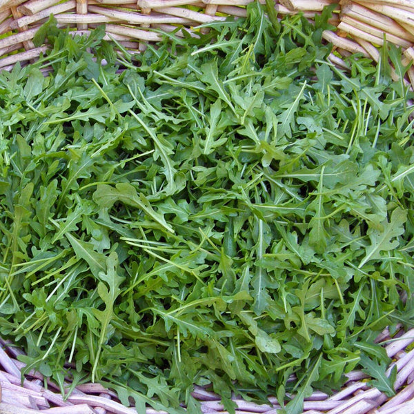 Arugula - Renee's Garden