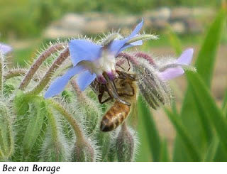 Bee on borage