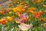 Rainbow Poppies Bonus Pack