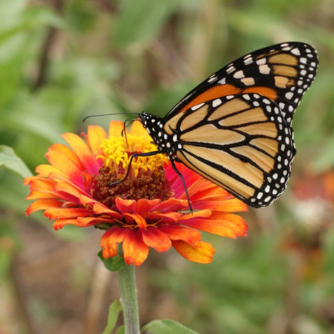 Beneficials and Pollinators - Renee's Garden