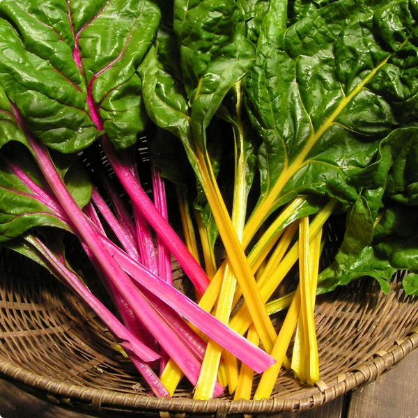 Chard - Renee's Garden