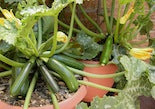 Container zucchini in the garden