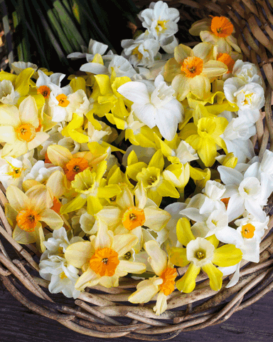 Popular Daffodil Types, Plus How to Care for Daffodils