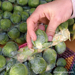 Hand holding Brussels sprouts stalk