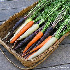 Multi colored carrots in a basket
