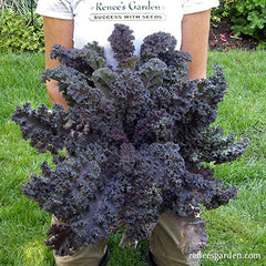 Gardener holding a head of purple kale