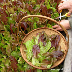 Lettuce being picked into a basket