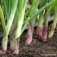 Scallions growing in the ground
