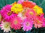 Bold and beautiful zinnias in a bouquet