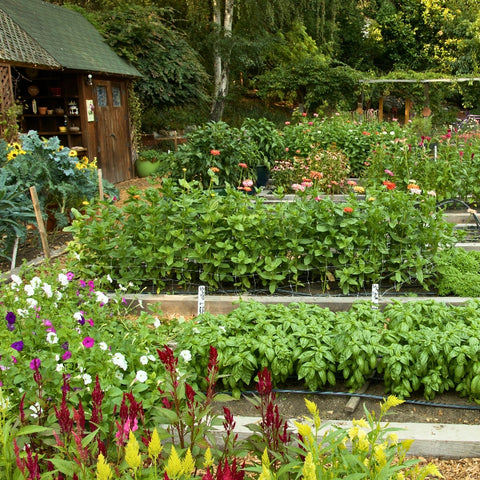 Garden Plans - Renee's Garden