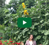 Video thumbnail for How To Grow Giant Sunflowers