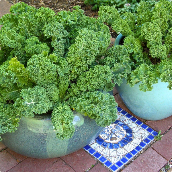 Kale - Renee's Garden