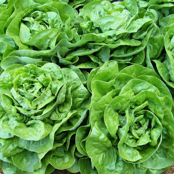 Lettuce - Renee's Garden