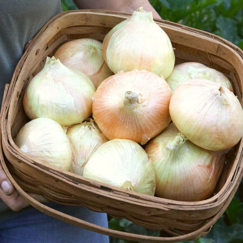 Onion Plants