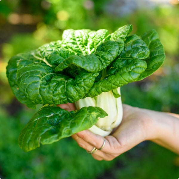 Pak Choi - Renee's Garden