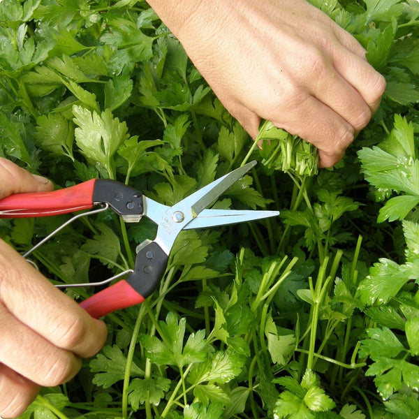 Parsley - Renee's Garden