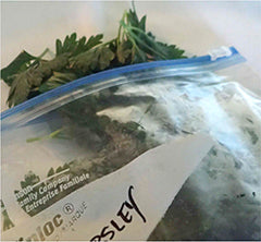 bunch of parsley sticking out of ziplock back