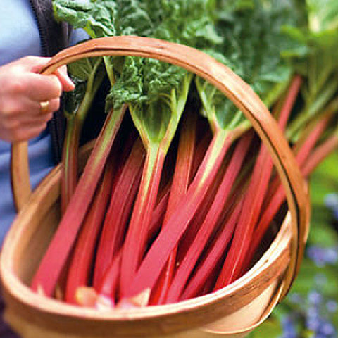 Rhubarb Basket