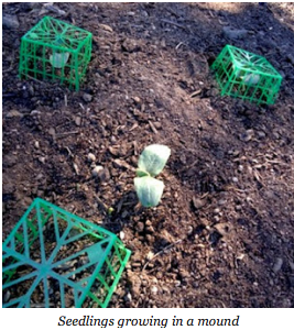 Seedlings growing in a mound under berry baskets.