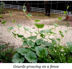 Vining gourds growing on a fence.