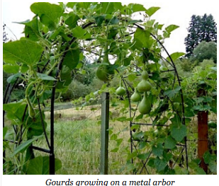 Gourds growing on a metal arbor.