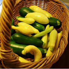 Yellow and green zucchini squash in a basket.