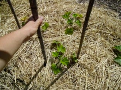 A hand inserting 2 bamboo support poles next to each pumpkin seedling - Renee's Garden