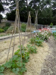 a row of pumpkins planted in triangle formations with their bamboo support poles tied into teepees - Renee's Garden