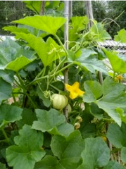 New, unripe pumpkins and a flower growing on a pumpkin vine -Renee's Garden