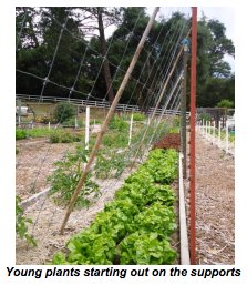 Young tomato plants starting on the supports, with lettuces growing on the other side of the supports - Renee's Garden