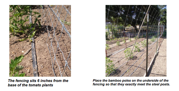 2 images: (1) The fence sits 6 inches from the base of the tomato plants. (2) Place the bamboo poles on the underside of the fencing so that they exactly meet the steel posts - Renee's Garden