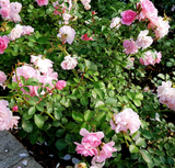An Angel Wings miniature rose bush with light pink blossoms - Renee's Garden