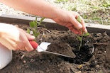 Transplanting seedlings