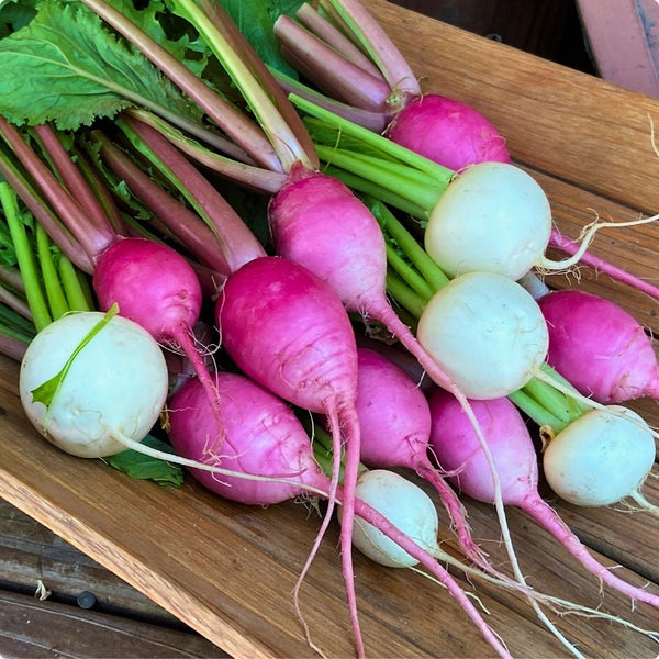 Turnips - Renee's Garden