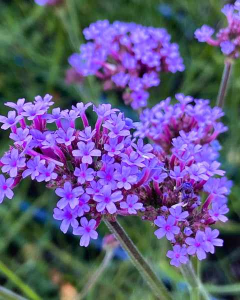 Verbena