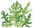 Illustration of arugula leaves.