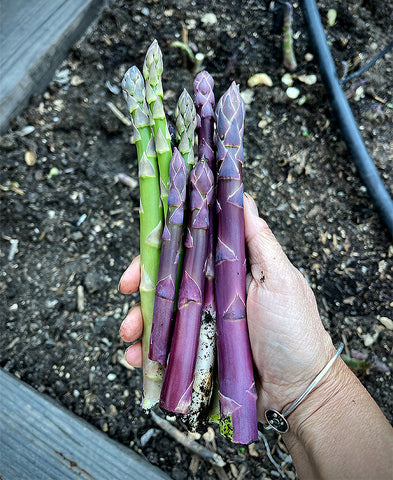 Asparagus: Millennium and Purple Passion