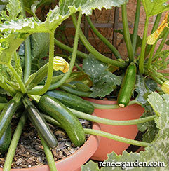 Zucchini plants in containers